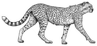 Cheetah Illustration, Drawing, Engraving Style Sticker