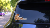 Cheetah Spotted Isolated At White Sticker on a Rear Car Window (New) example