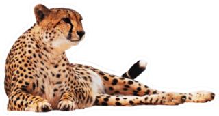 Cheetah Spotted Isolated At White Sticker