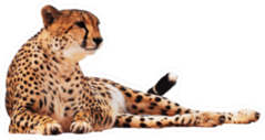Cheetah Spotted Isolated At White Sticker
