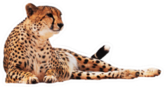 Cheetah Spotted Isolated At White Sticker