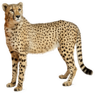 Cheetah Standing Sticker