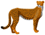 Cheetah Sticker