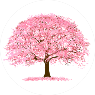 Cherry Blossoms Tree In Spring Sticker