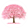 Cherry Blossoms Tree In Spring Sticker