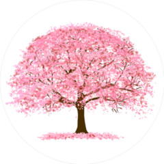 Cherry Blossoms Tree In Spring Sticker