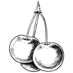 Cherry Sketch Sticker