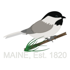 Chickadee Perched On Pine Tree Maine 1820 Sticker