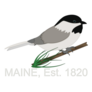 Chickadee Perched On Pine Tree Maine 1820 Sticker