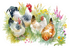 Chicken And Rooster In The Grass Colorful Sticker