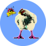 Chicken Of Breed Broiler In Pop Art Style Sticker