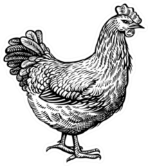 Chicken Vintage Illustration Sticker
