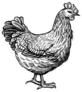 Chicken Vintage Illustration Sticker