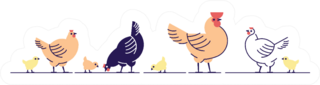 Chickens Illustration Multicolor Chicks Standing Sticker