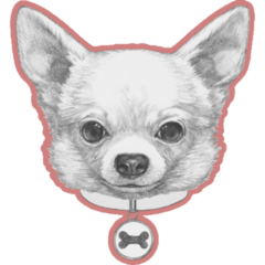 Chihuahua In Collar Sticker