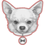 Chihuahua In Collar Sticker