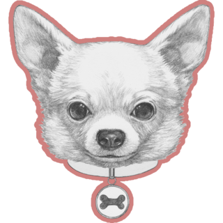 Chihuahua In Collar Sticker