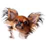 Chihuahua Longhair Sticker
