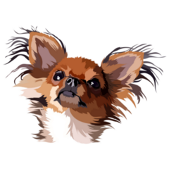 Chihuahua Longhair Sticker