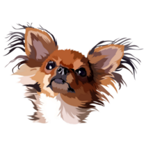 Chihuahua Longhair Sticker