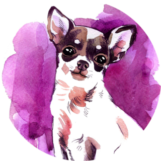 Chihuahua On Purple Sticker