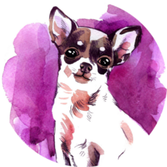 Chihuahua On Purple Sticker