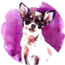 Chihuahua On Purple Sticker