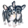 Chihuahua Puppies Sticker