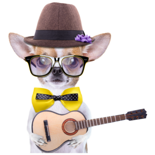 Chihuahua With Guitar Sticker