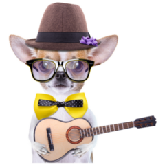 Chihuahua With Guitar Sticker