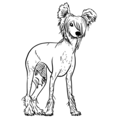 Chinese Crested Drawing Sticker