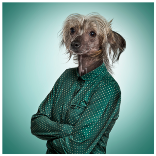 Chinese Crested Human Sticker