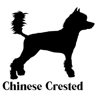 Chinese Crested Icon Sticker