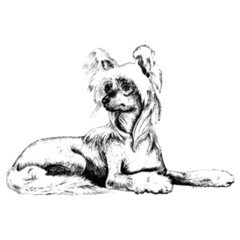 Chinese Crested Pet Sticker