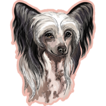 Chinese Crested Pink Sticker