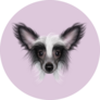 Chinese Crested Purple Sticker