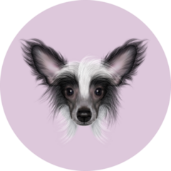 Chinese Crested Purple Sticker