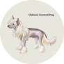 Chinese Show Dog Sticker