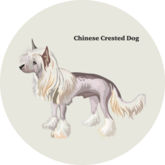 Chinese Show Dog Sticker