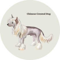 Chinese Show Dog Sticker