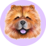 Chow Chow Face Portrait Sticker