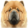 Chow Chow Face Sticker