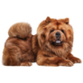 Chow Chow Laying Down Sticker