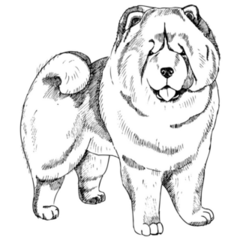 Chow Chow Sketch Sticker