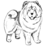 Chow Chow Sketch Sticker