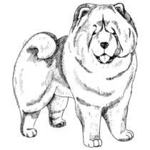 Chow Chow Sketch Sticker
