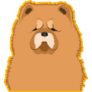 Chow Chow, Yellow Sticker