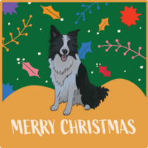 Christmas Card Border Collie Sticker