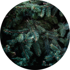 Christmas Fir Tree Branches Background Sticker