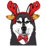 Christmas Husky Sticker